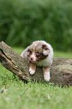 BERGER AUSTRALIEN PUPPIES 793